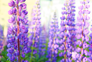 A field of blooming lupine flowers. Sunlight shines on plants. Violet summer flowers, blurred background.