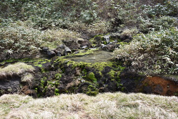 群馬の名所　中之条　チャツボミゴケ公園