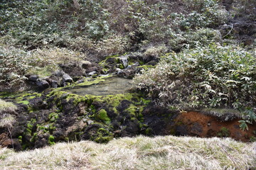 群馬の名所　中之条　チャツボミゴケ公園