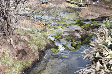 群馬の名所　中之条　チャツボミゴケ公園
