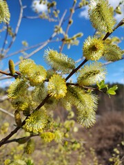 A branch of a flowering willow in spring against the blue sky.