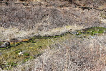 群馬の名所　中之条　チャツボミゴケ公園