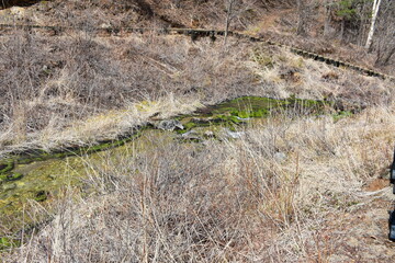 群馬の名所　中之条　チャツボミゴケ公園