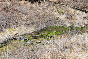 群馬の名所　中之条　チャツボミゴケ公園
