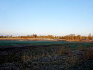 Green cereal field in the foreground with trees in the back, early spring morning sunrise 