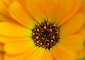 Stempel und Blütenblätter einer Ringelblume