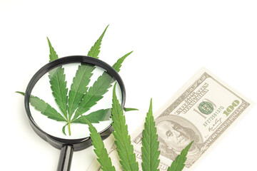 Top view of cannabis leaves, US banknotes, and Magnifying glass with a white background. Space for text. Marijuana plantation for medical and business concept