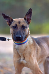 mongrel dog in the animal shelter waiting for the owners
