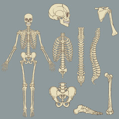 Human skeleton structure vector drawing