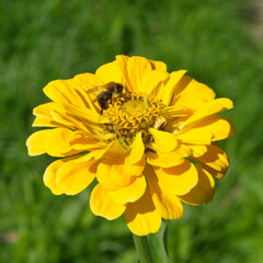 A bee collects nectar on a zinnia flower  