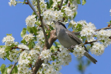 Mönchsgrasmücke an Blüten