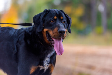 beautiful large brown dog mestizo rottweiler