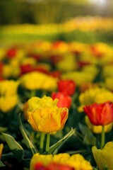 Field, flower bed of red and yellow tulips with other flowers and green grass background during sunny day at sunset