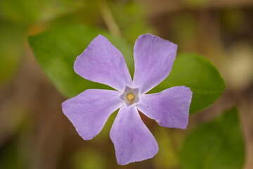 Flora of Gran Canaria -  Vinca major, bigleaf periwinkle, introduced species natural macro floral background
