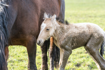 Obraz na płótnie Canvas Newborn foal in the meadow with his mother