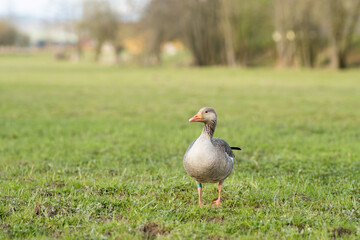 Fototapeta na wymiar Goose on the meadow in spring