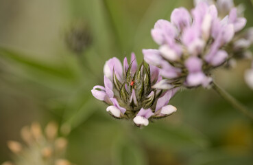 Flora of Gran Canaria -  Bituminaria bituminosa, plant with potential use for phytostabilization of...