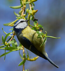 Obraz premium Cute portrait of eurasian blue tit swinging on the willow twig 