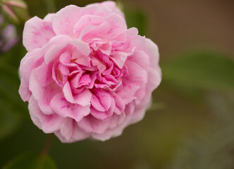 Pink old fashioned cabbage rose, fully open, natural macro floral background

