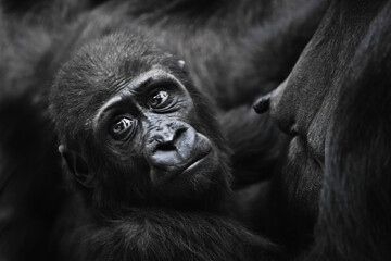 A touching baby gorilla toddler looked up from her mother's nipple and looks anxiously into distance - 431688849