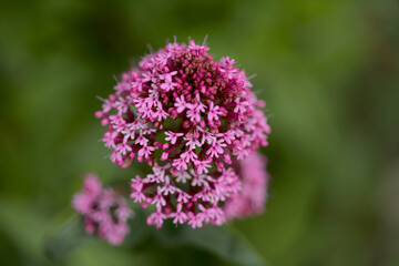 Flora of Gran Canaria -  Centranthus ruber, red valerian, invasive in Canaries natural macro floral background
