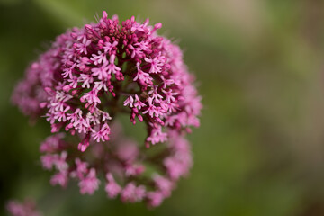 Fototapeta premium Flora of Gran Canaria - Centranthus ruber, red valerian, invasive in Canaries natural macro floral background 