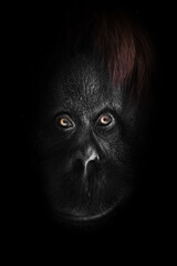 Orangutan smile from darkness on dark background