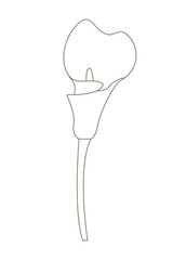 Vector line calla lily illustration. Vector illustration.