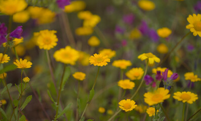 Fototapeta premium Flora of Gran Canaria - Coleostephus myconis, corn marigold isolated on black 
