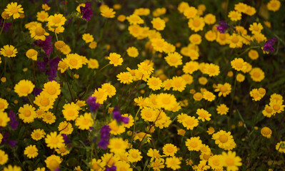 Flora of Gran Canaria -  Coleostephus myconis, corn marigold isolated on black
