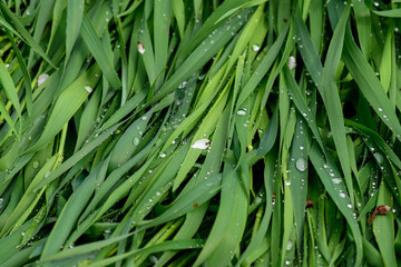Green grass after the rain. dops of water