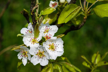 Flowers of pear tree. close-up of fresh tender white flowers  Springtime.