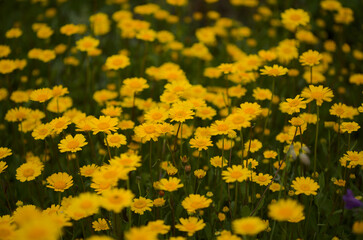 Flora of Gran Canaria -  Coleostephus myconis, corn marigold isolated on black
