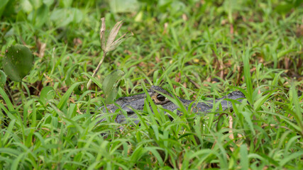 Close of Yacare camouflaged Cayman at pantanal, Brazil