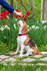 Closeup portrait of gorgeous beagle in spring flowers