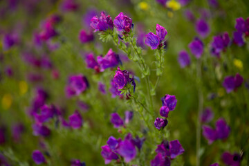 Flora of Gran Canaria - Echium plantagineum, Paterson's curse, natural macro floral background

