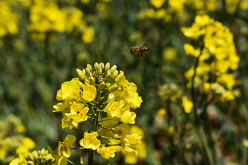 bee on rapeseed