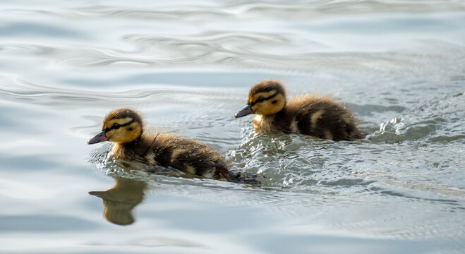 Ducklings on the water in the lake at Pinner Memorial Park, Pinner, Middlesex, north west London UK, photographed on a sunny spring day. 