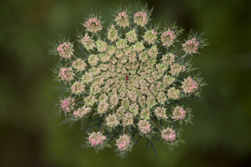 Flora of Gran Canaria -  Daucus carota, wild carrot white flowers natural macro floral background
