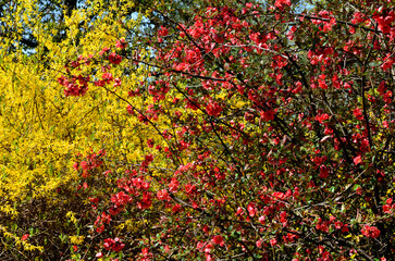 Ornamental quinces are one of the most widely used deciduous shrubs for Japanese bonsai. The reason...
