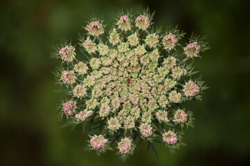 Flora of Gran Canaria -  Daucus carota, wild carrot white flowers natural macro floral background
