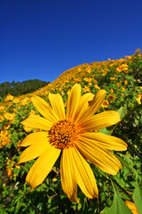 Tung Bua Tong,this flower call Mexican sunflower at Doi Mae U-kho This must be the lotus will bloom simultaneously. During November - December. Which looked over the golden mountains.
