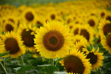 beautifull sunflowers on the farm