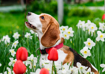 Closeup portrait of gorgeous beagle in spring flowers