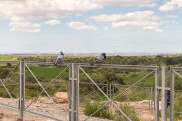 Wild pigeons  sit on the fence of the economic cave - columbarium - a dovecote near the excavations of the ancient Maresha city in Beit Guvrin, near Kiryat Gat, in Israel