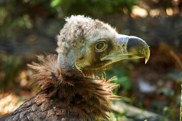 Monk Vulture Close-up in the morning light. Bird with special hemoglobine for higher flying (Aegypius monachus, Cinereous Vulture).      