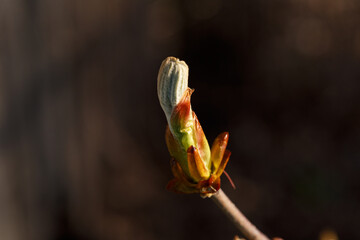 The flower of a young chestnut. Close-up of the sprout. Macro photo. Spring