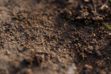 Macro photo of a black ant. A black ant moving on the ground. Close-up. The ant carries its prey to the anthill. An ant drags a dead beetle
