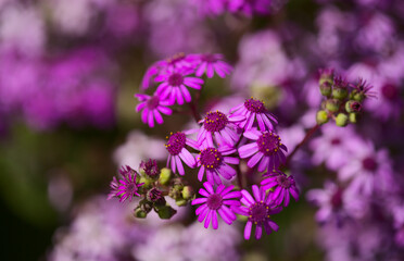 Obraz premium Flora of Gran Canaria - magenta flowers of Pericallis webbii, endemic to the island, natural macro floral background 