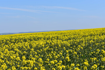 Rapeseed landscape